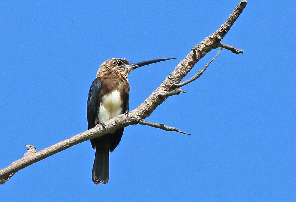 Jacamar brunadulte