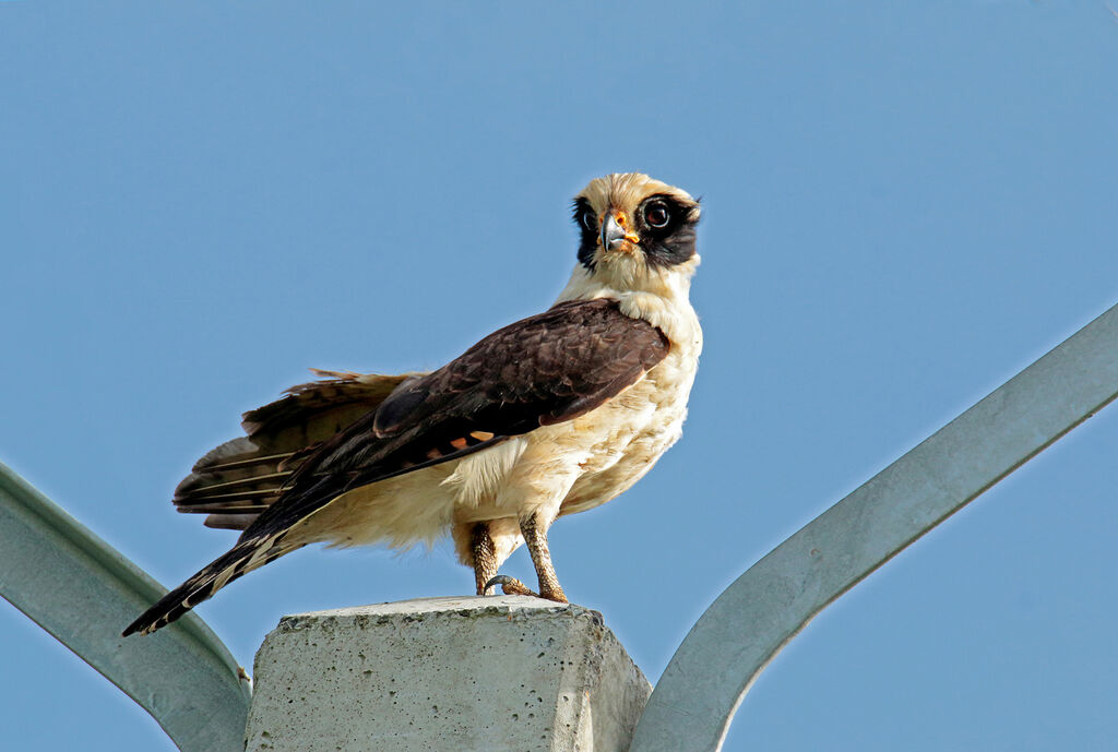 Laughing Falconadult