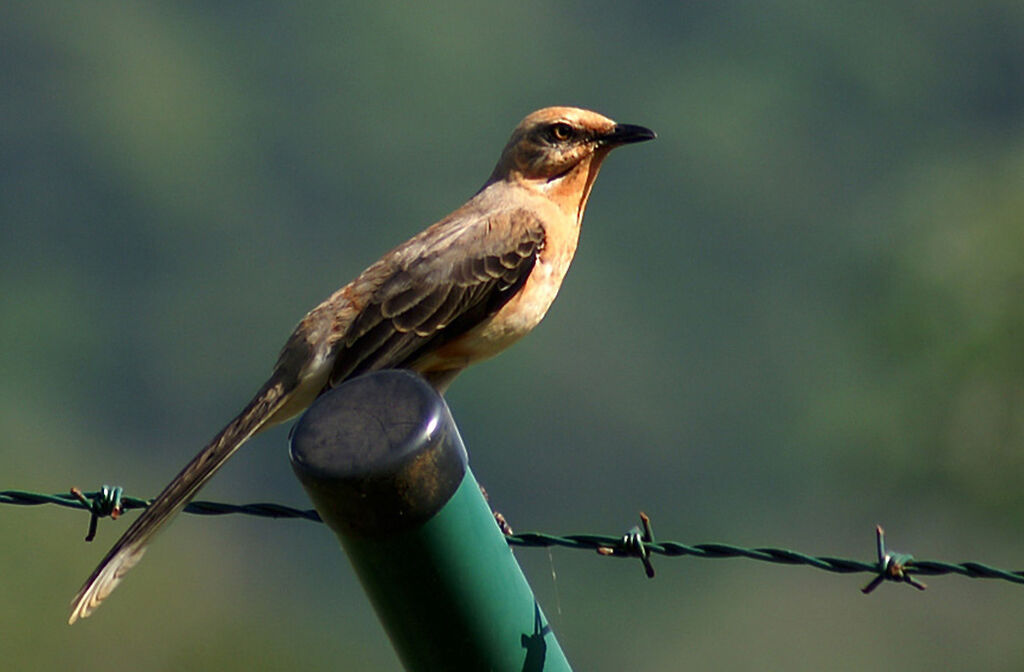 Moqueur des savanesadulte, identification