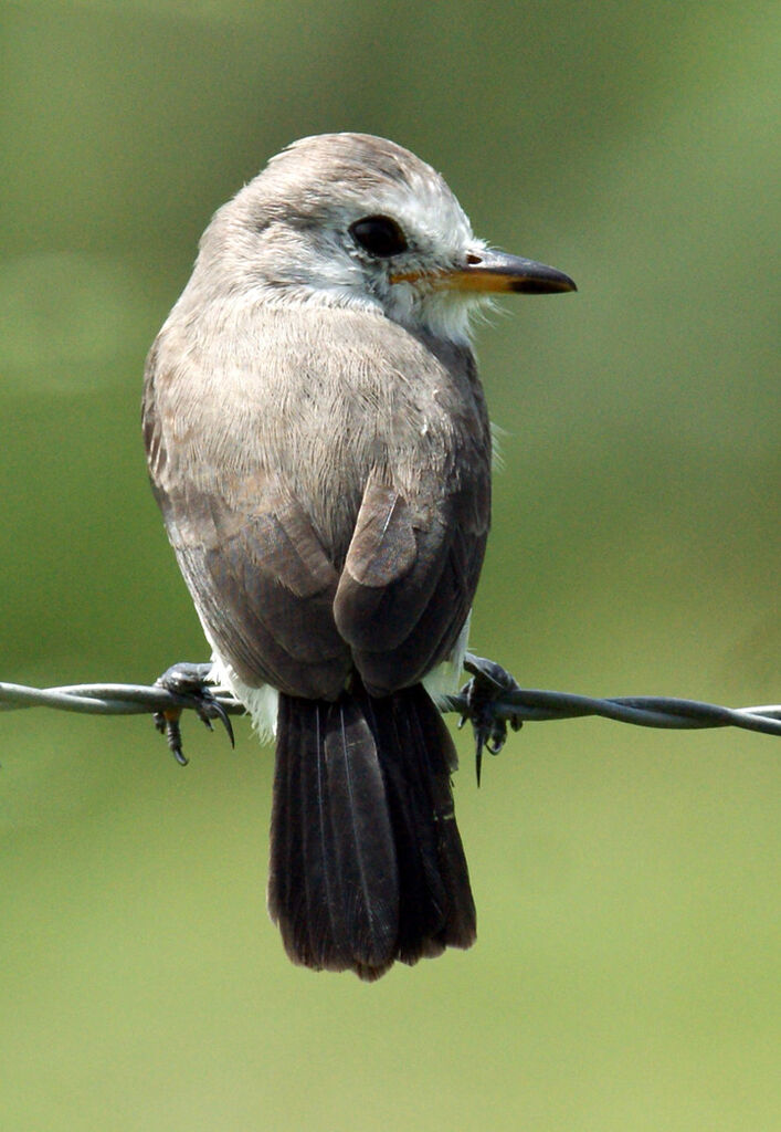 White-headed Marsh Tyrant