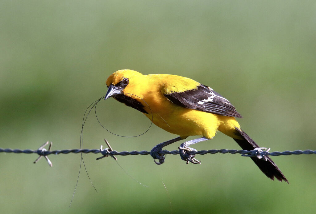Oriole jauneadulte, Nidification