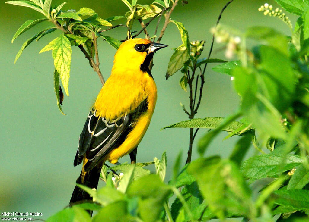 Yellow Orioleadult, identification