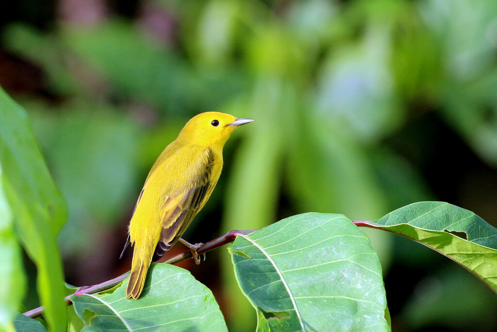 Paruline jaune mâle adulte