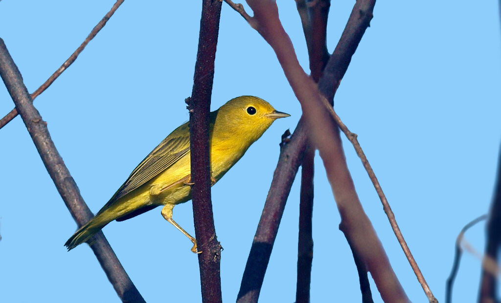 Paruline jaune femelle adulte, identification