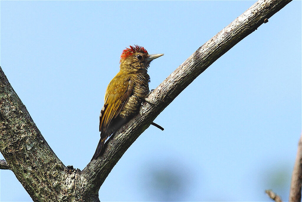 Pic passerin femelle adulte, identification