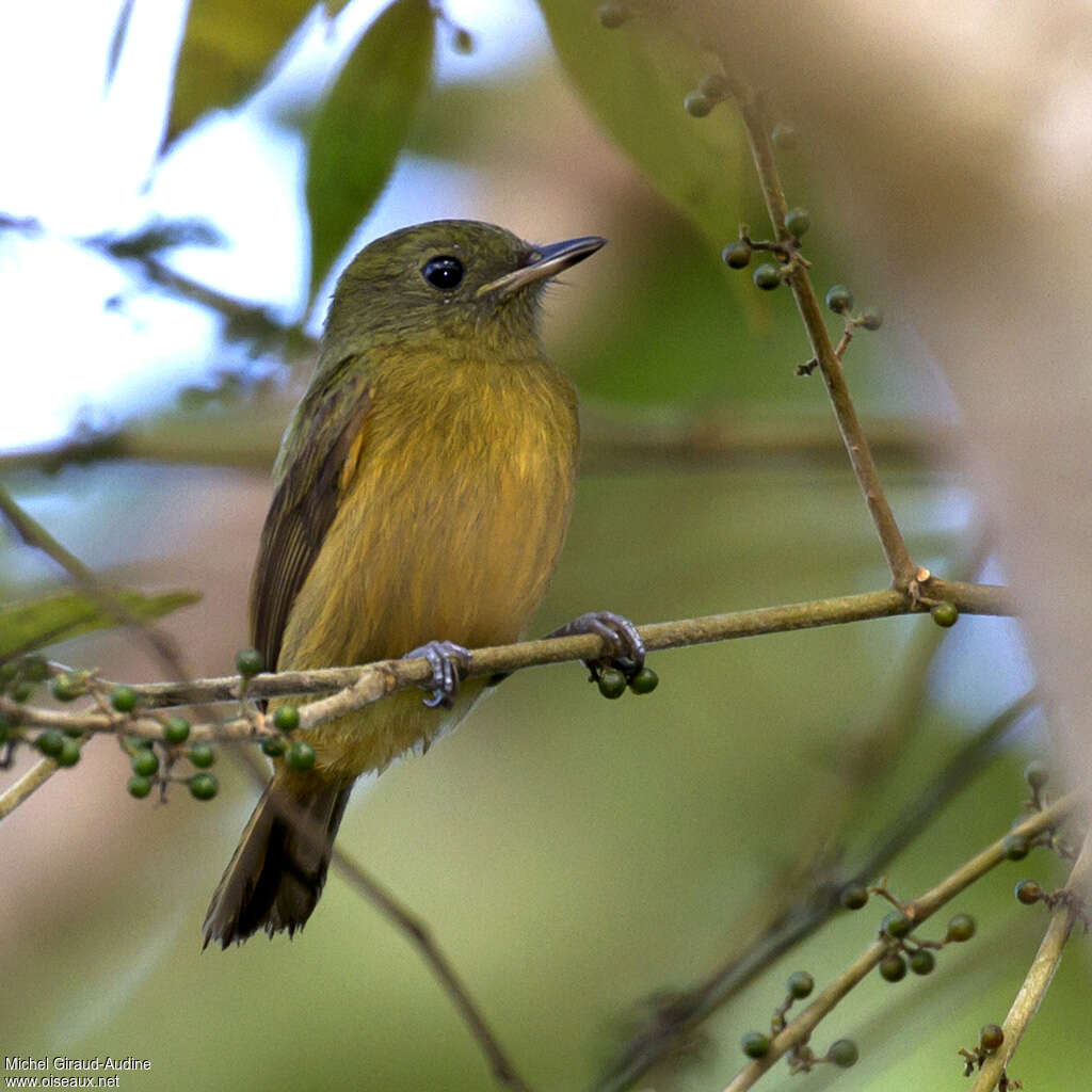McConnell's Flycatcheradult, identification