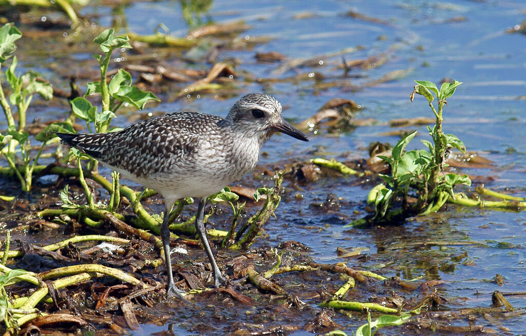 Grey Plover