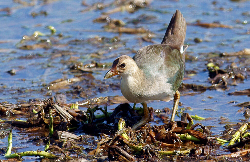 Talève violacéeimmature