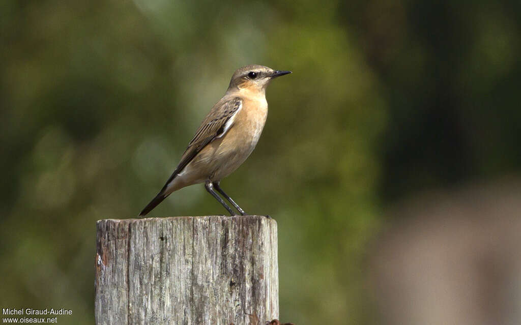 Traquet motteux, identification