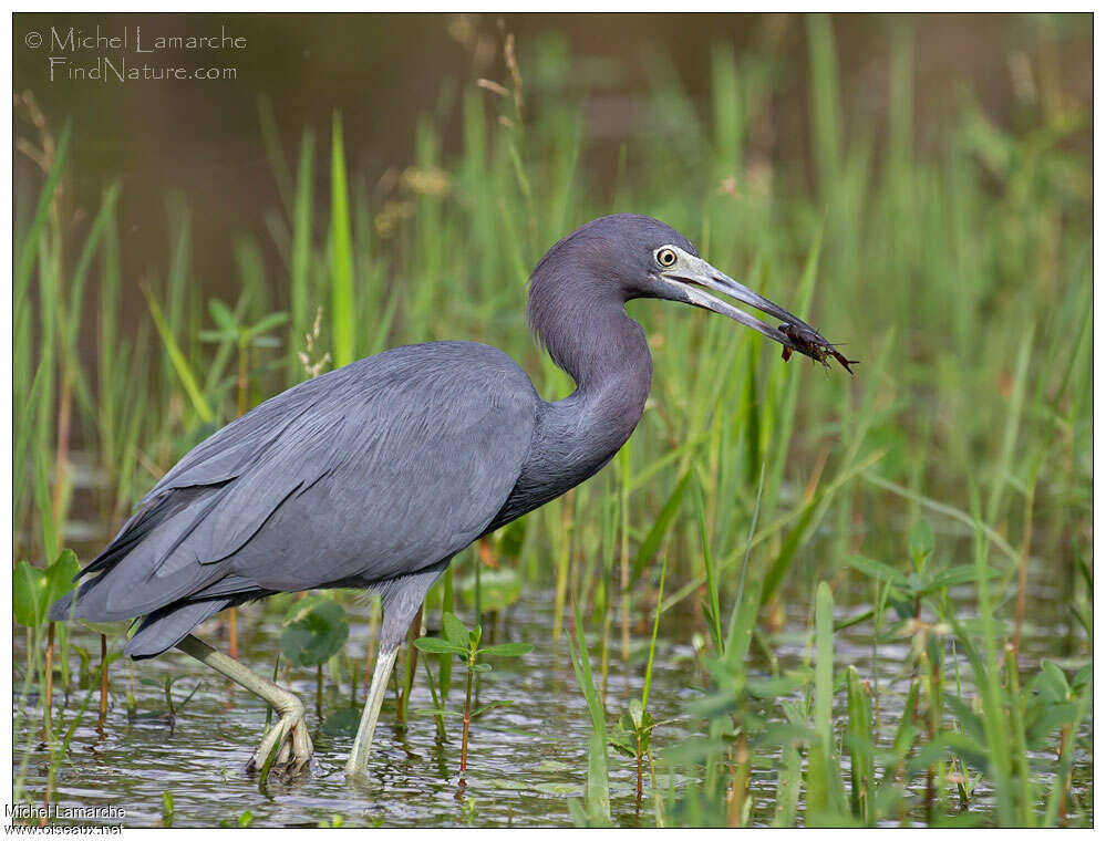 Little Blue Heronadult post breeding, habitat, walking, feeding habits, fishing/hunting