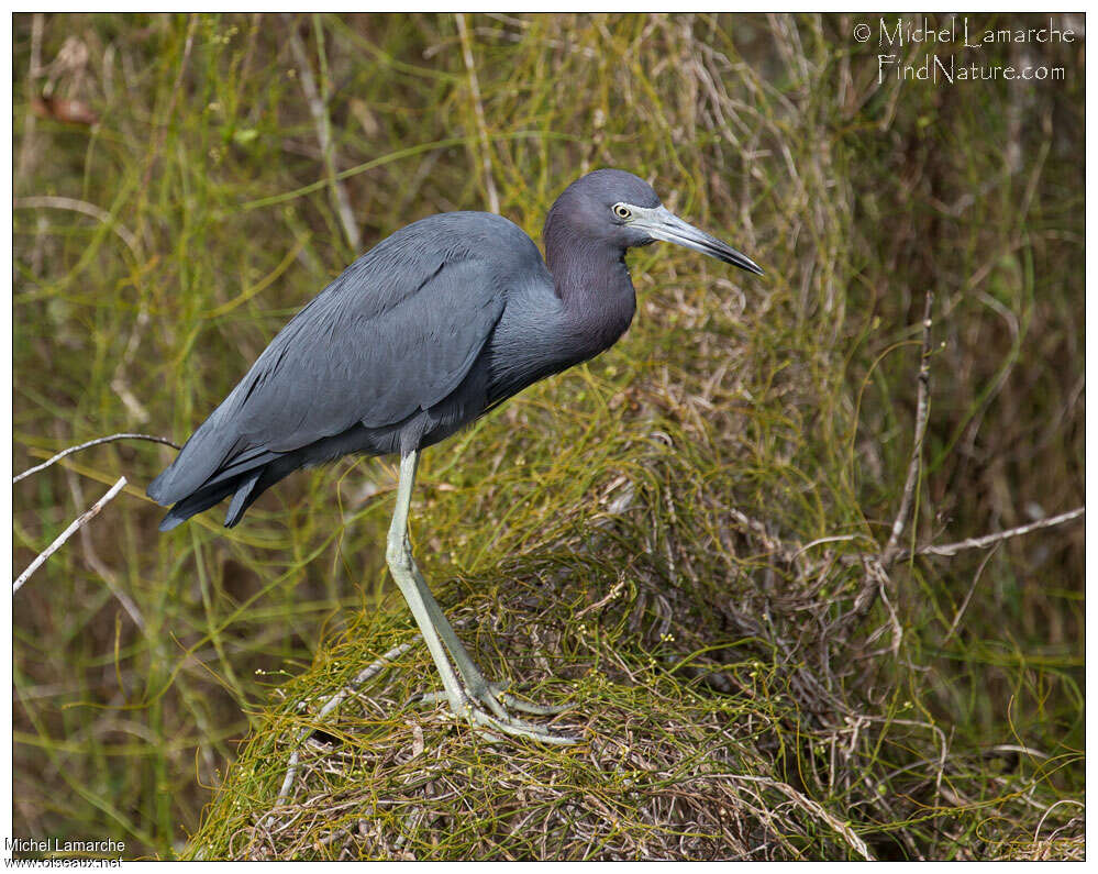 Little Blue Heronadult post breeding, identification