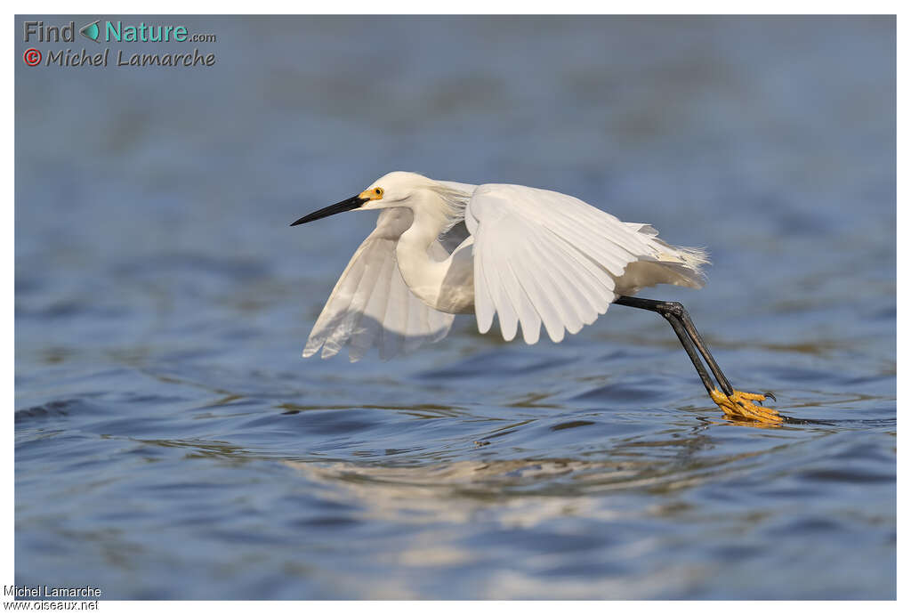 Aigrette neigeuseadulte, Vol