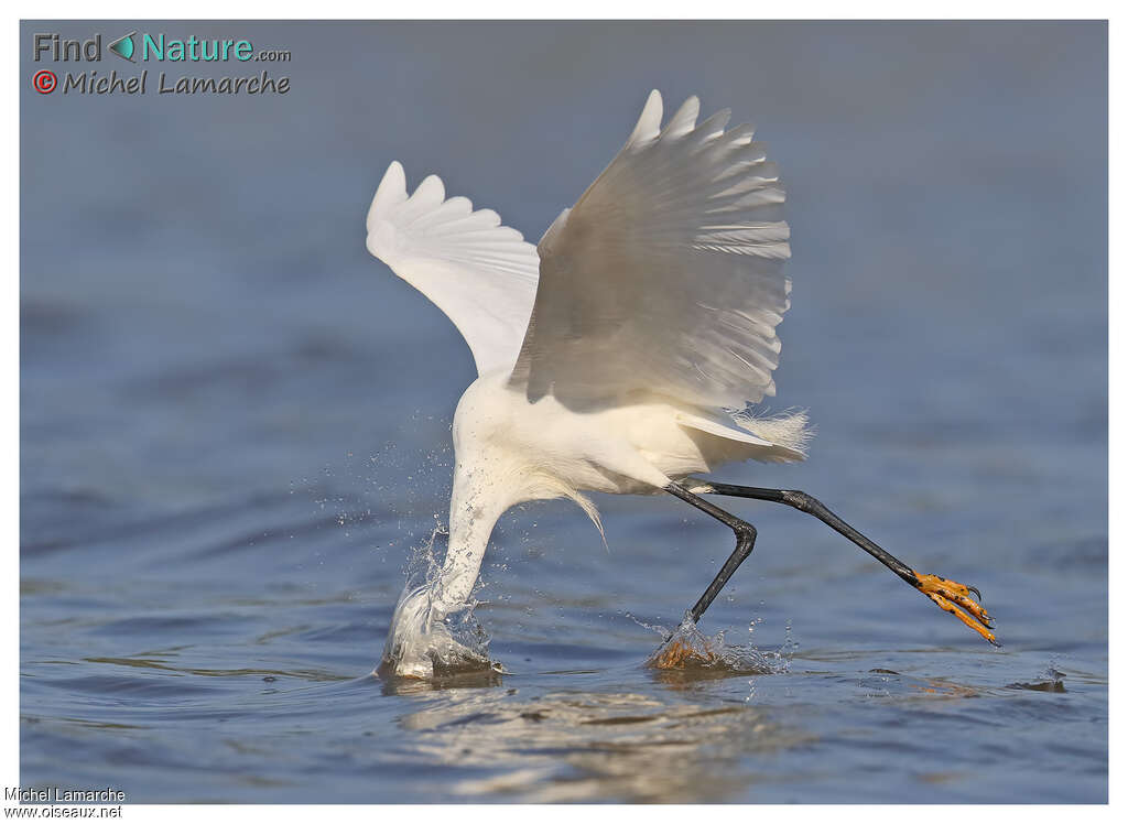 Aigrette neigeuseadulte, pêche/chasse