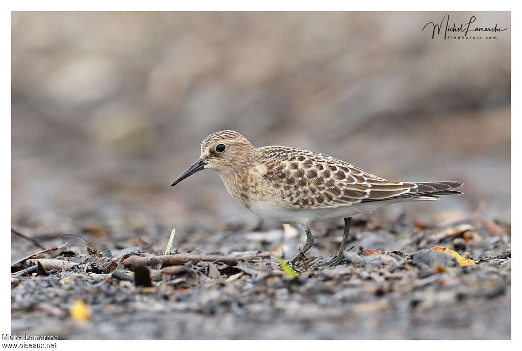 Baird's Sandpiperjuvenile, identification
