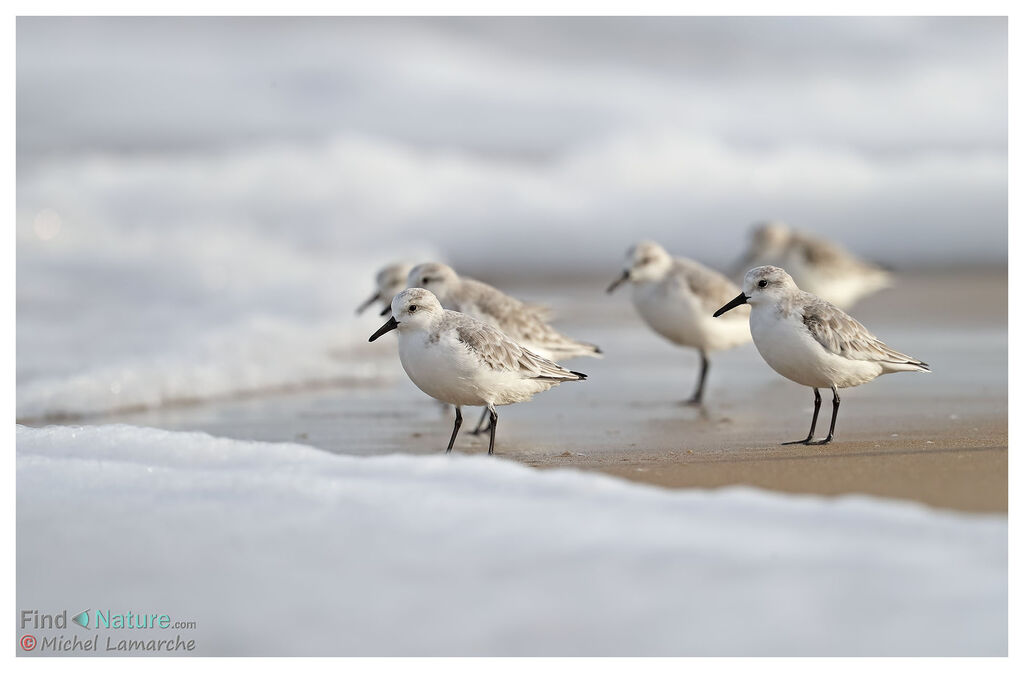 Bécasseau sanderling