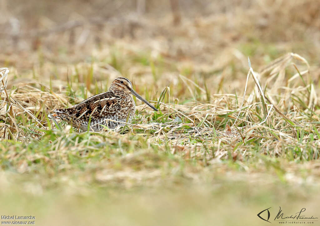 Wilson's Snipeadult, habitat, pigmentation