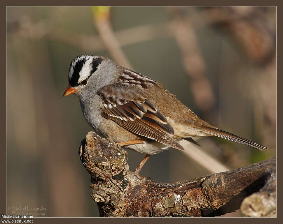 White-crowned Sparrowadult, identification