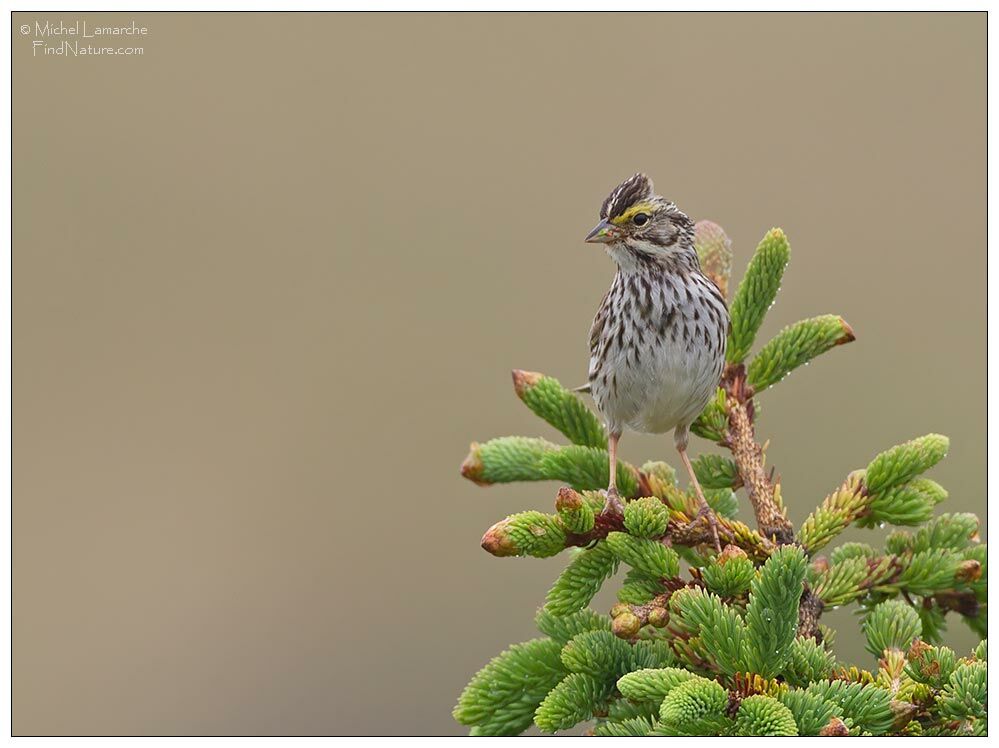 Savannah Sparrow