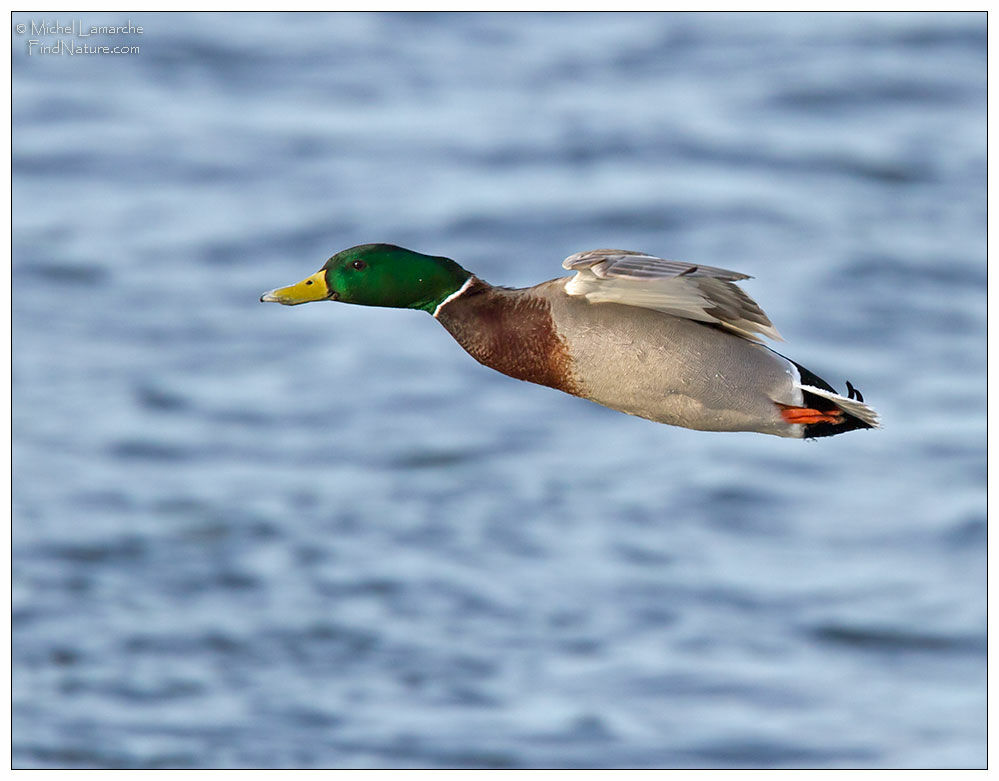 Canard colvert mâle adulte, Vol