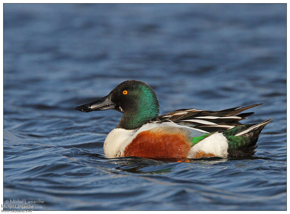 Canard souchet mâle adulte nuptial, identification