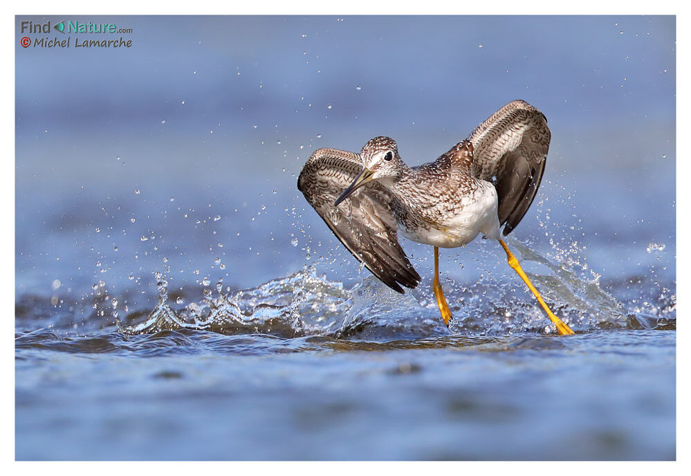 Greater Yellowlegs