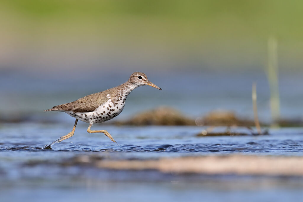 Spotted Sandpiperadult