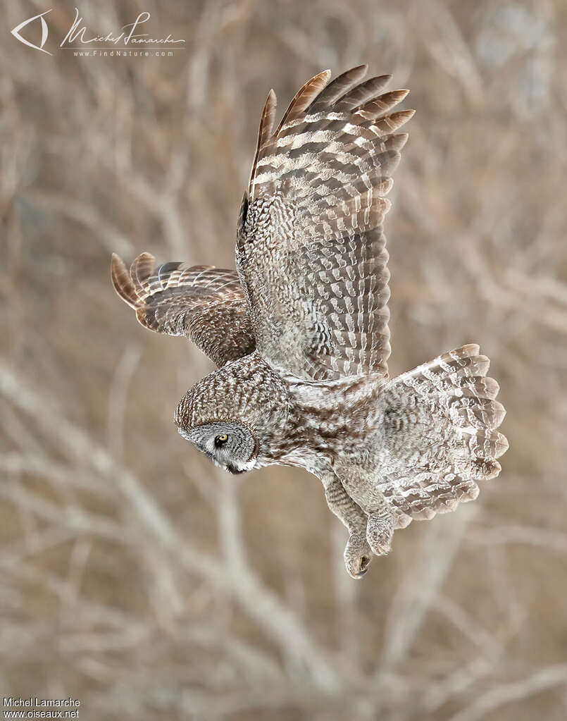Chouette lapone, Vol, pêche/chasse