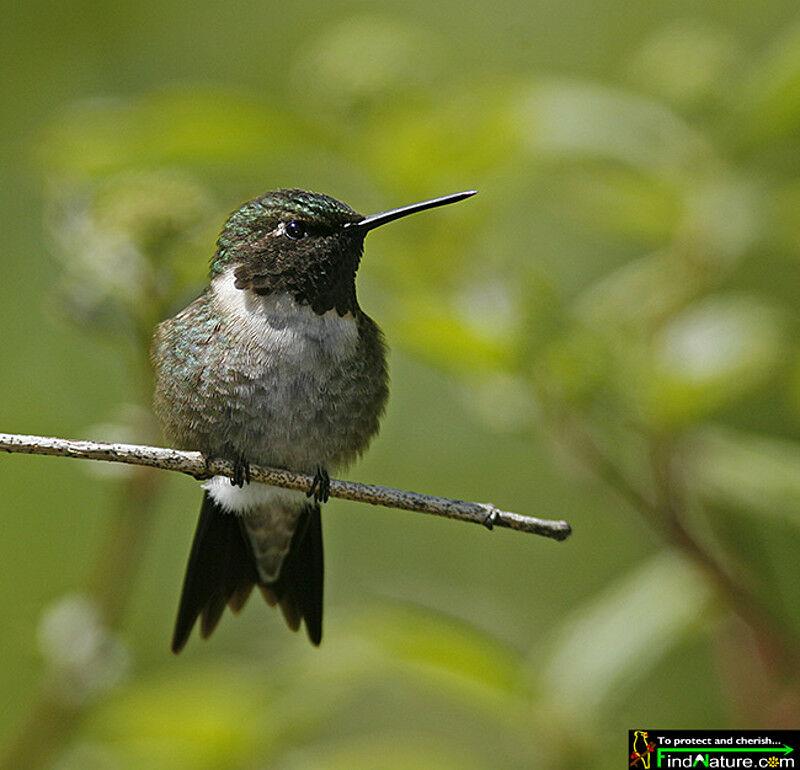 Colibri à gorge rubis mâle adulte