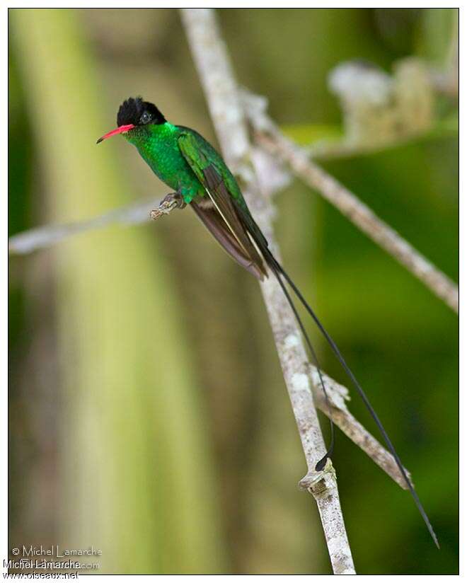 Colibri à tête noire mâle adulte, pigmentation