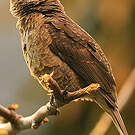 Cotinga de Cayenne