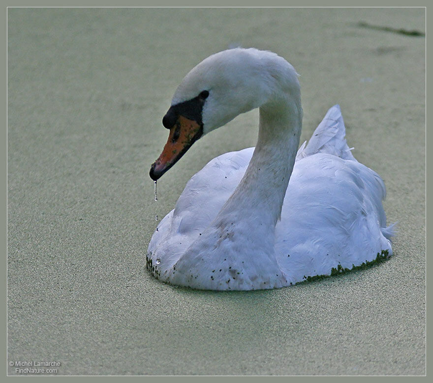 Cygne tuberculé
