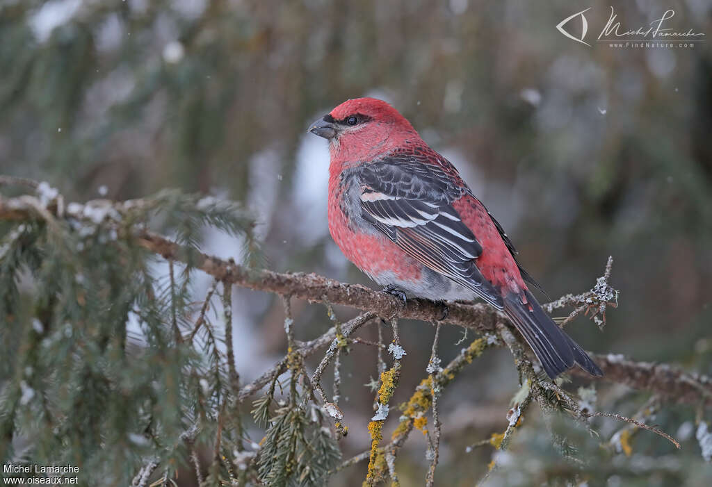 Pine Grosbeak male adult breeding, identification