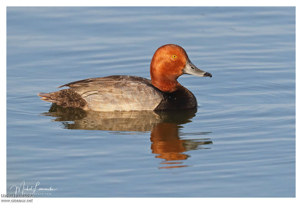 Redhead male adult, identification