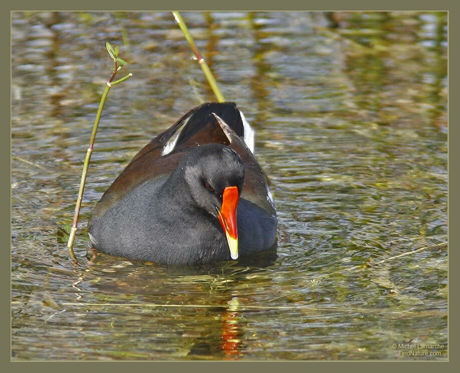 Gallinule poule-d'eau