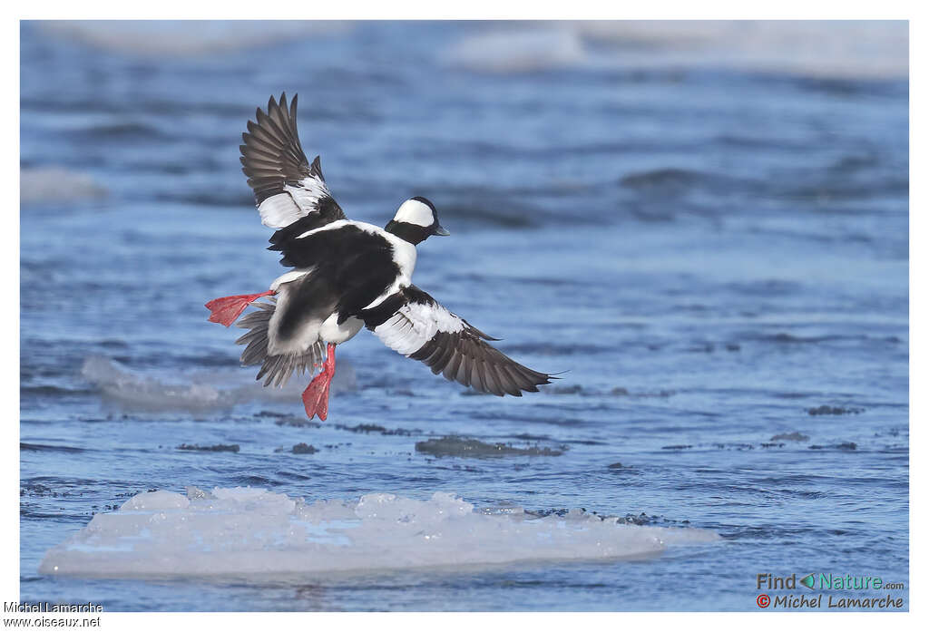 Bufflehead male adult breeding, pigmentation, Flight