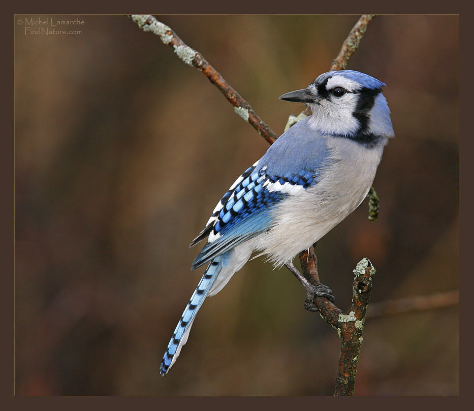 Blue Jay