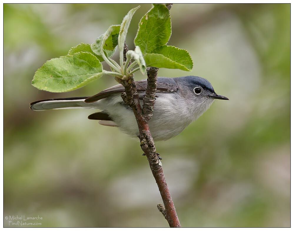 Gobemoucheron gris-bleu
