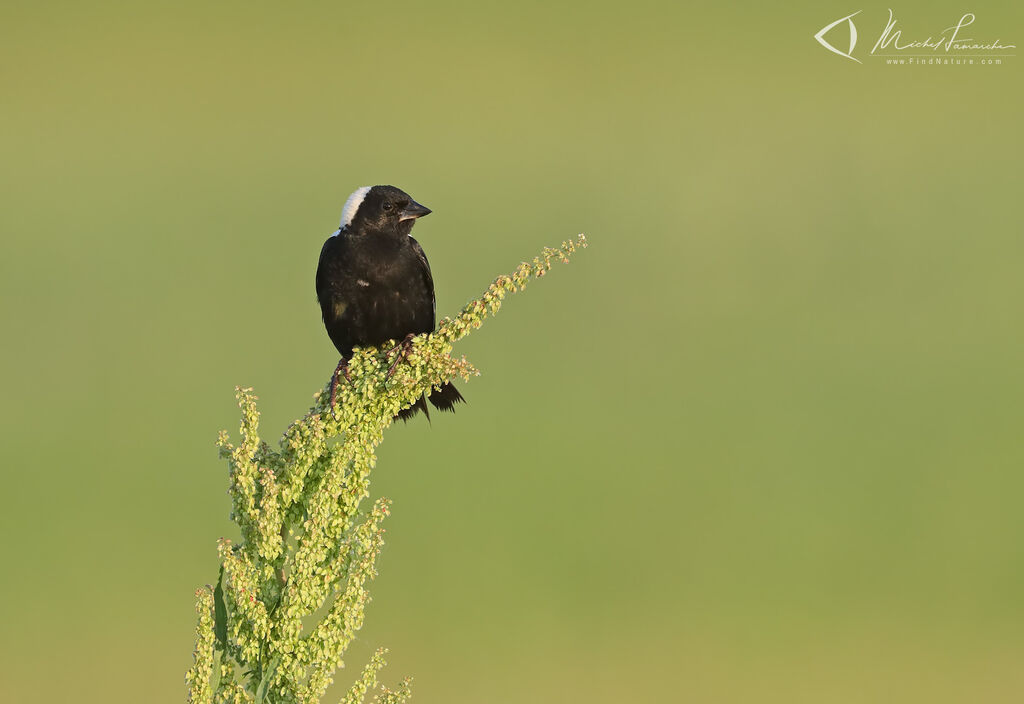Bobolink male adult