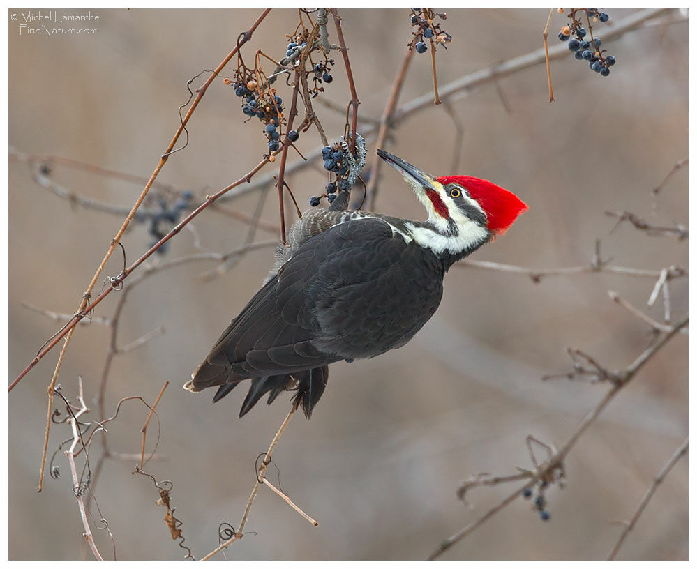 Pileated Woodpecker male adult