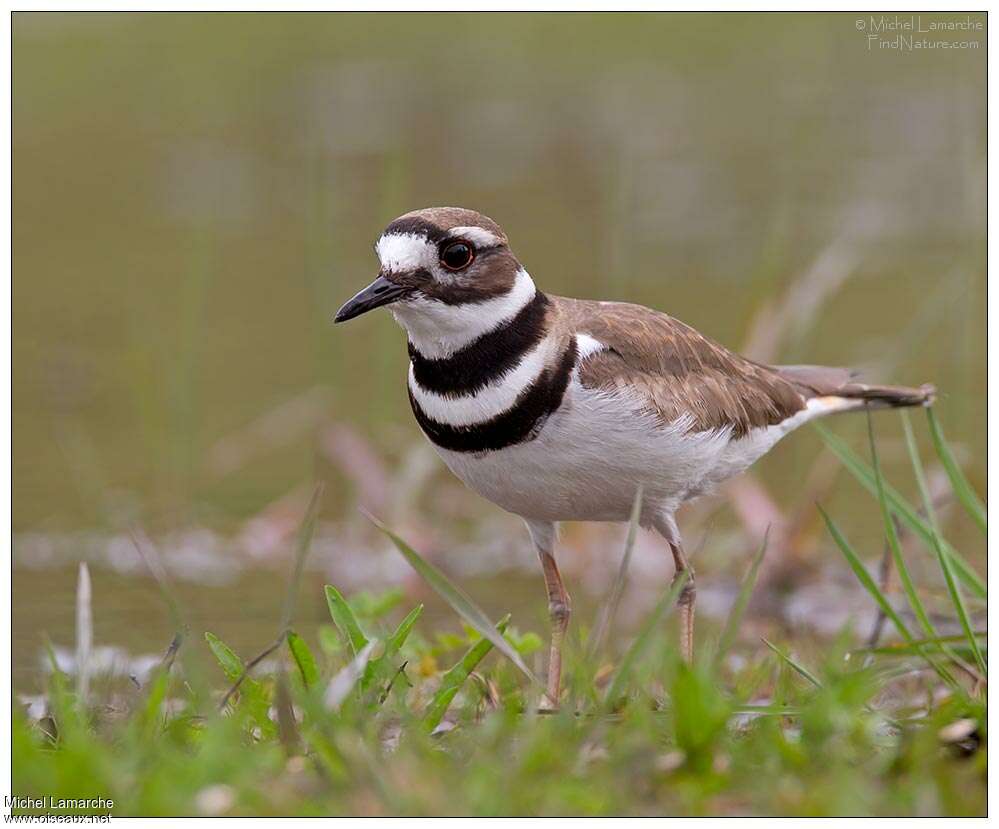 Killdeer female adult breeding, close-up portrait