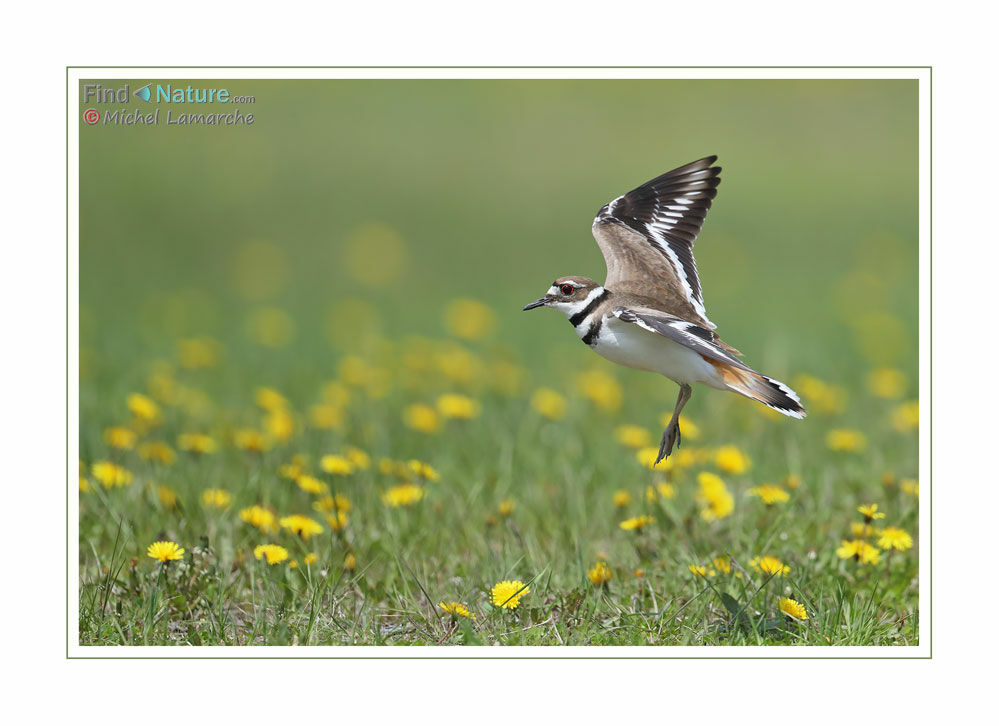 Killdeer, Flight