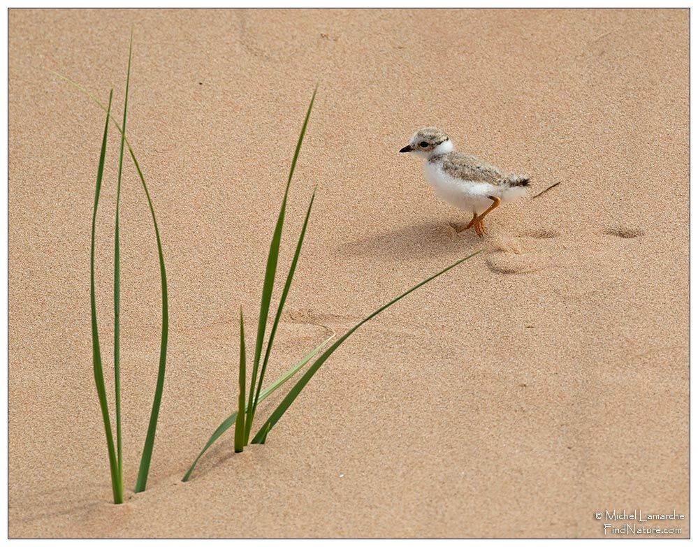 Piping Ploverimmature