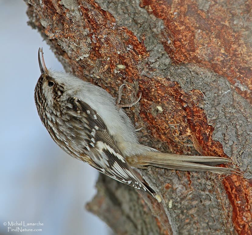 Brown Creeper