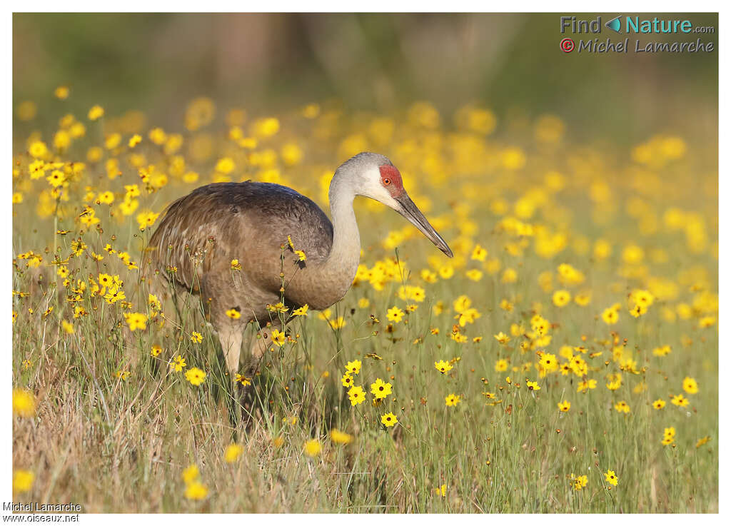 Sandhill Craneadult