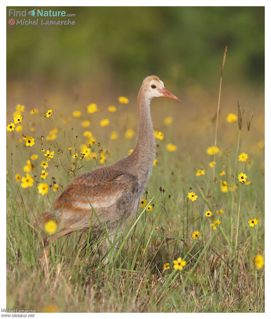 Sandhill CranePoussin, identification