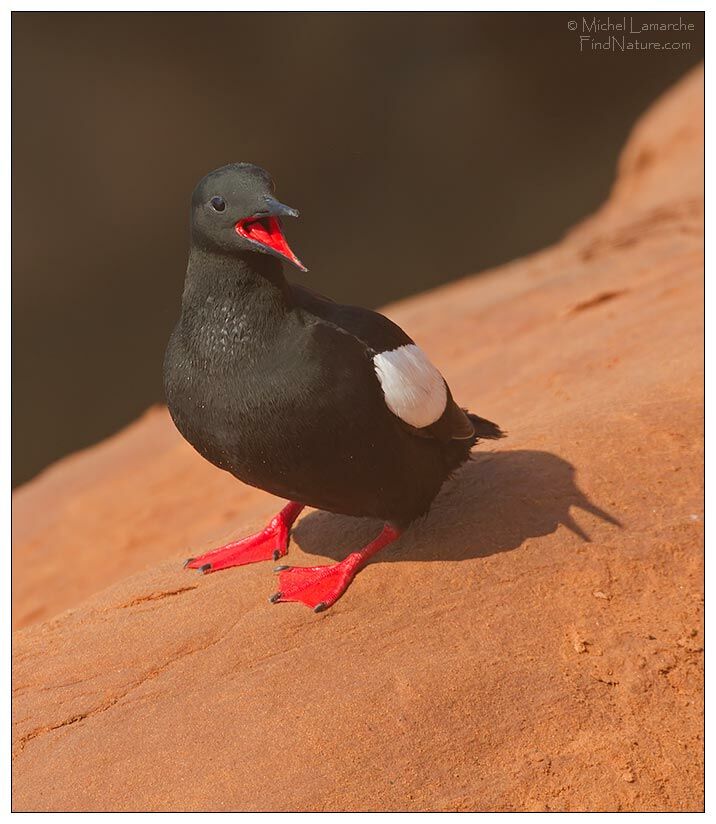 Guillemot à miroir
