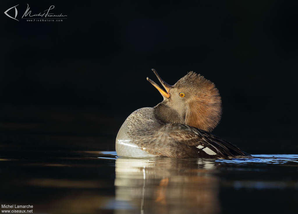 Hooded Merganser female adult, Behaviour