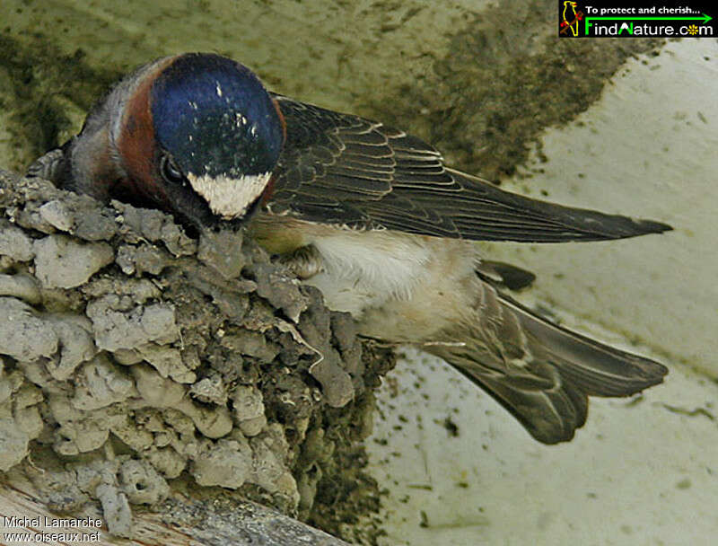 American Cliff Swallowadult, Reproduction-nesting