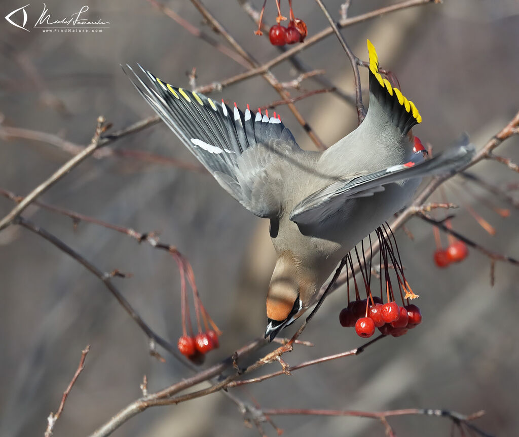 Bohemian Waxwing