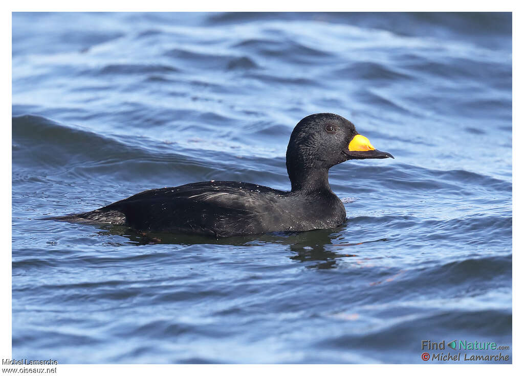 Black Scoter male adult, identification